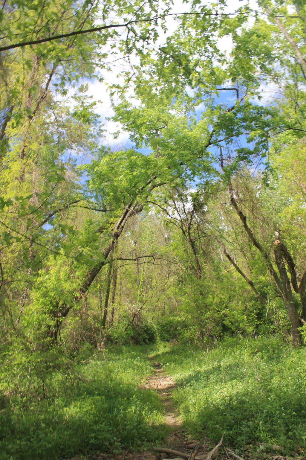 Photo: Trail Photo: Trail
