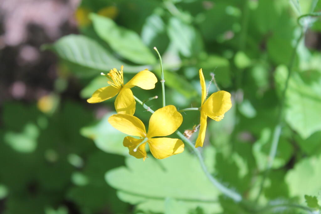 Photo: Yellow Wildflowers Photo: Yellow Wildflowers