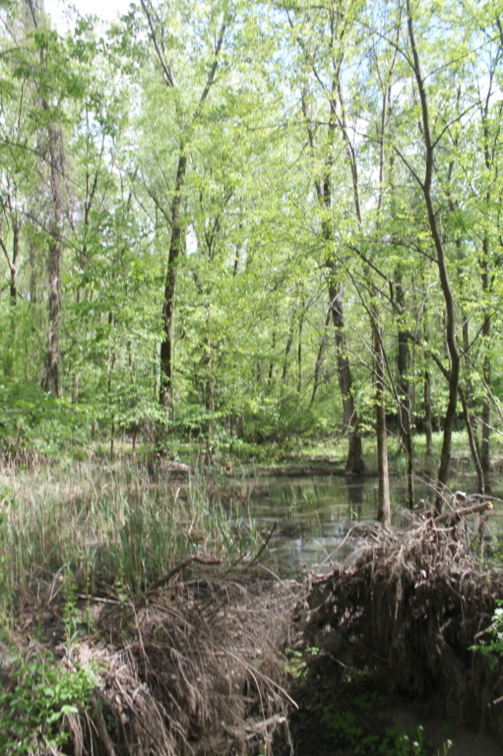 Photo: Wetlands Photo: Wetlands