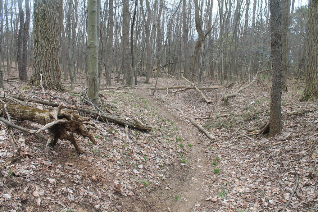 Photo: Along the Old Roadbed