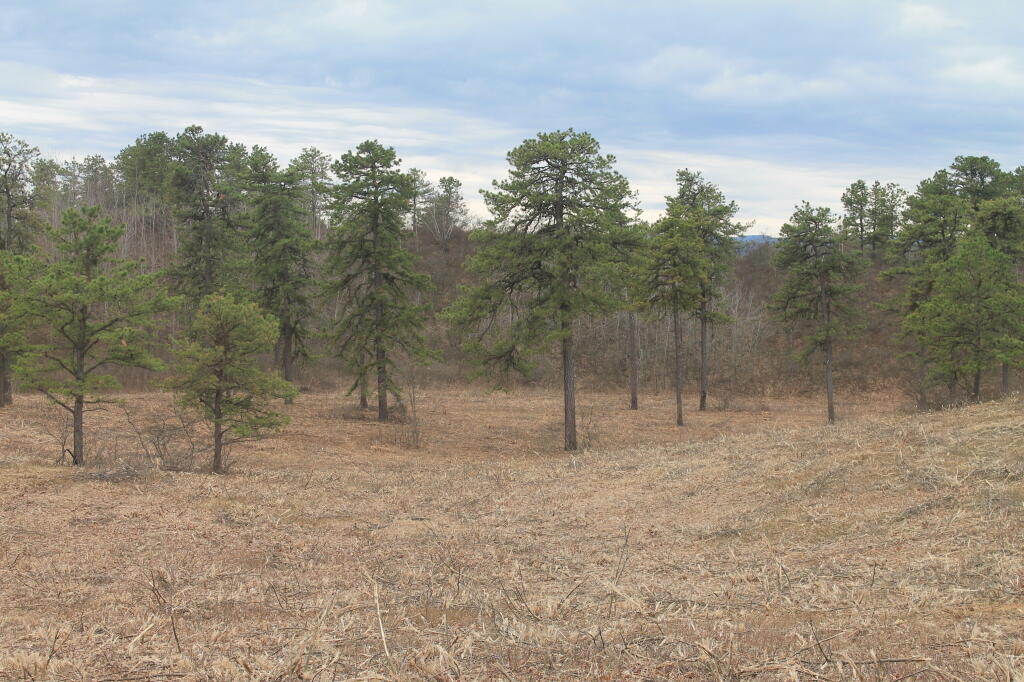 Photo: From Overlook Dune