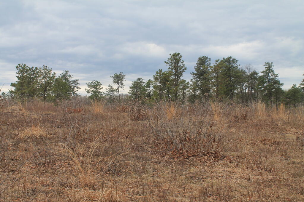 Photo: Lupine Field