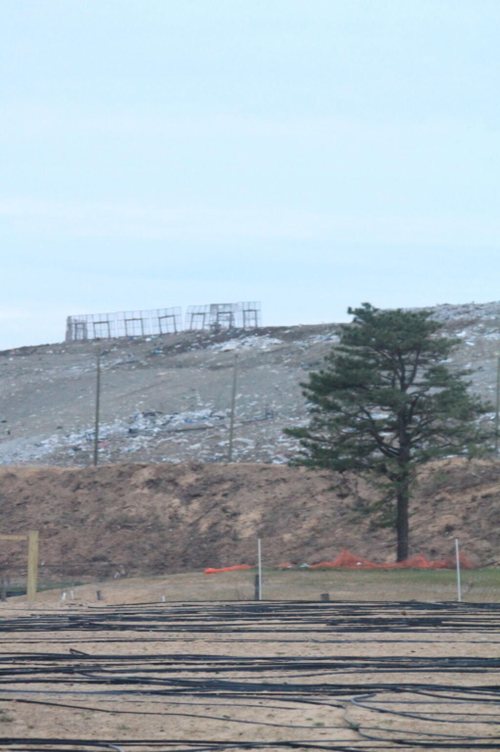 Photo: Scrub Pine Next To Restoration Area Photo: Scrub Pine Next To Restoration Area