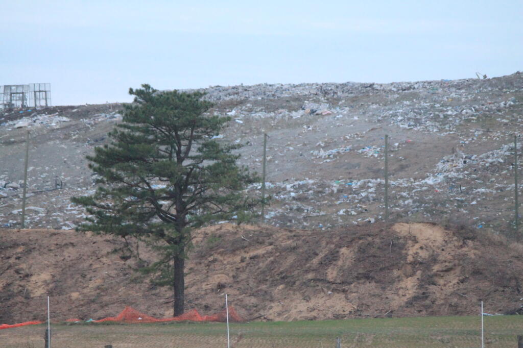 Photo: Lonely Pitch Pine Photo: Lonely Pitch Pine