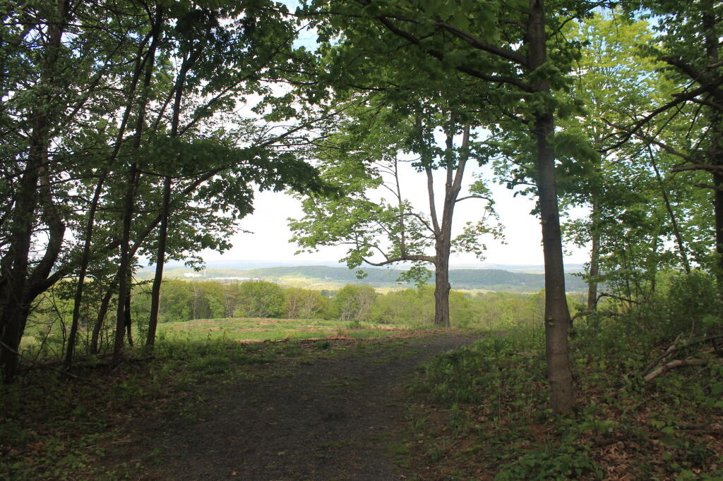 Photo: Into the Clearing