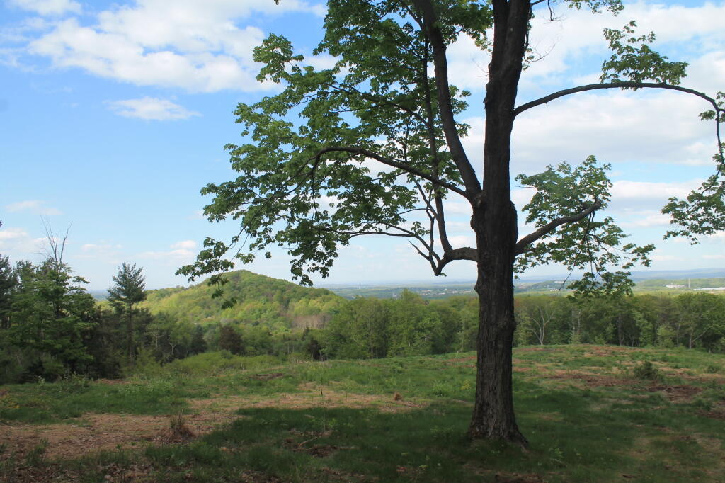 Photo: Tree and Mt Marino Photo: Tree and Mt Marino
