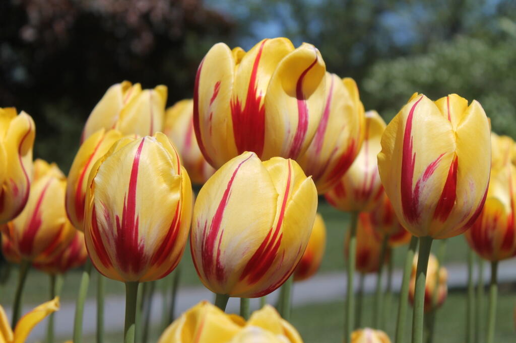 Photo: Tulips Photo: Tulips