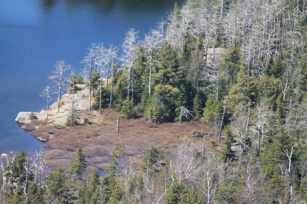 Photo: Wetlands at Crane Mountain Pond Photo: Wetlands at Crane Mountain Pond
