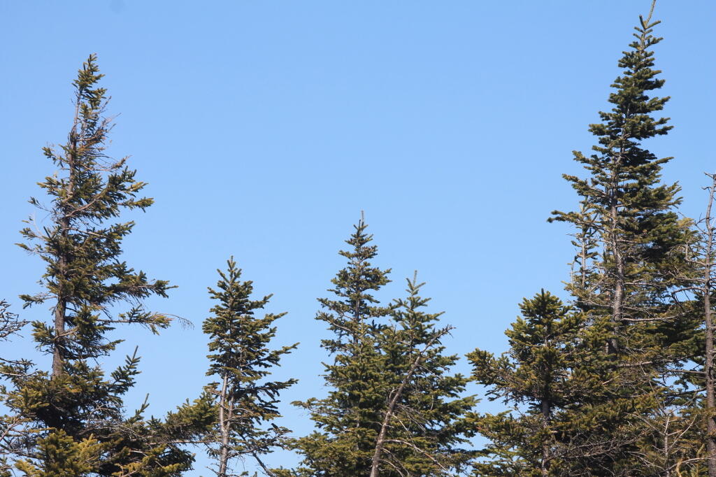 Photo: Trees