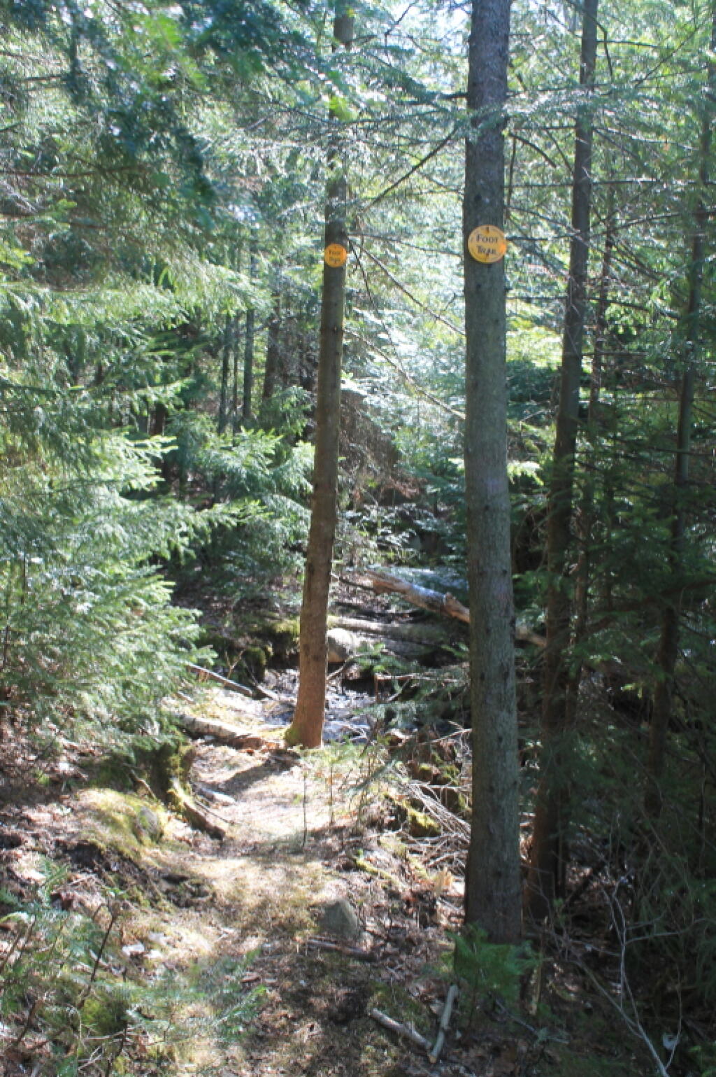 Photo: Along Crane Pond Trail Photo: Along Crane Pond Trail
