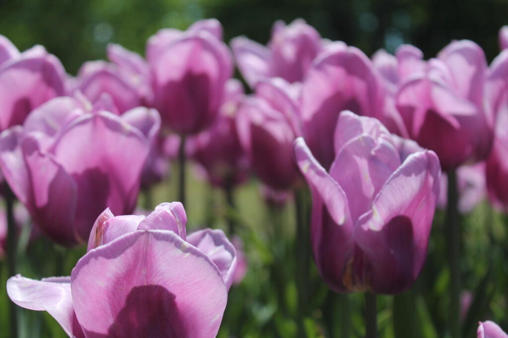 Photo: Pink Tulips Photo: Pink Tulips