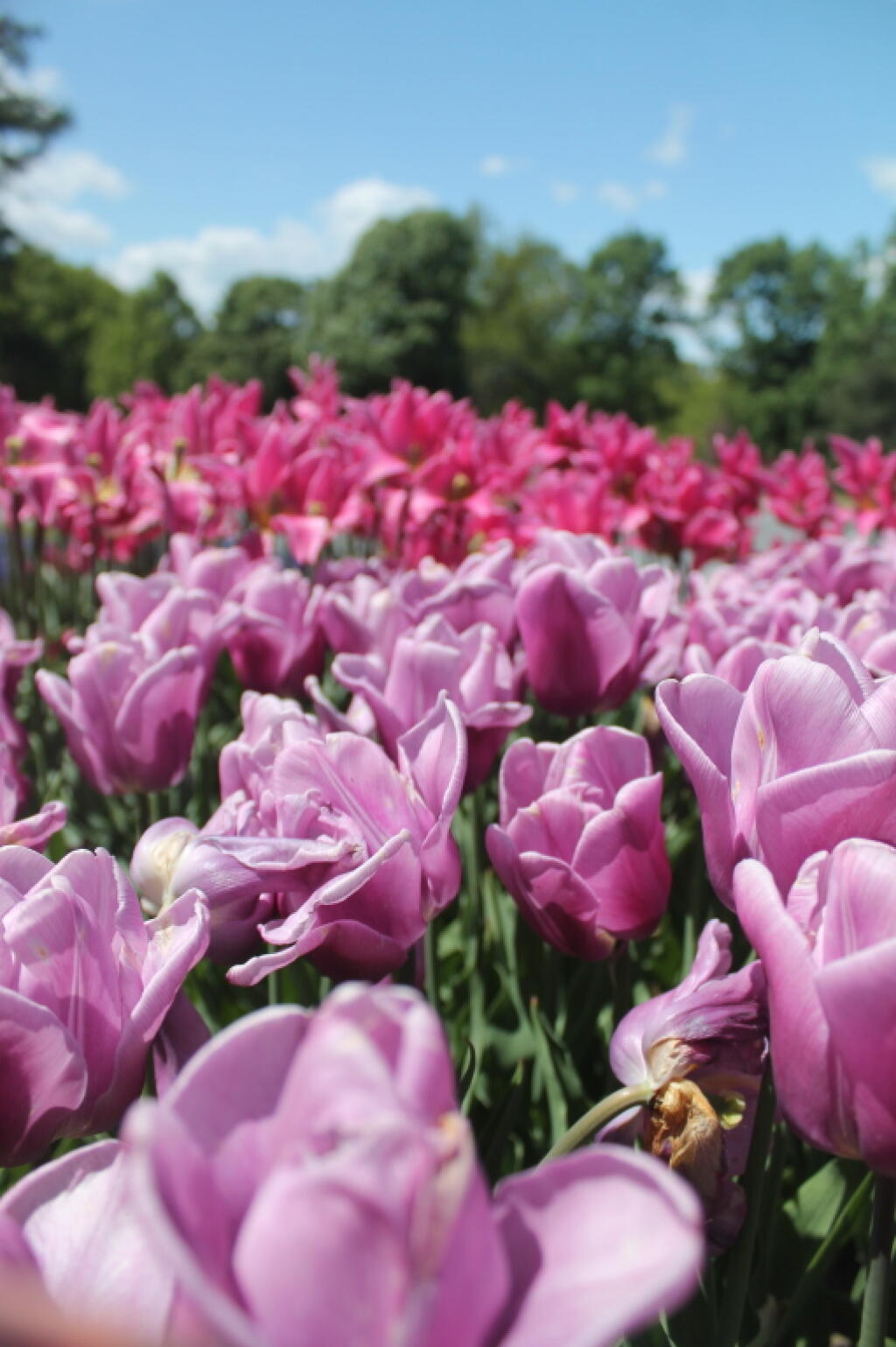 Photo: Pink Tulips Photo: Pink Tulips