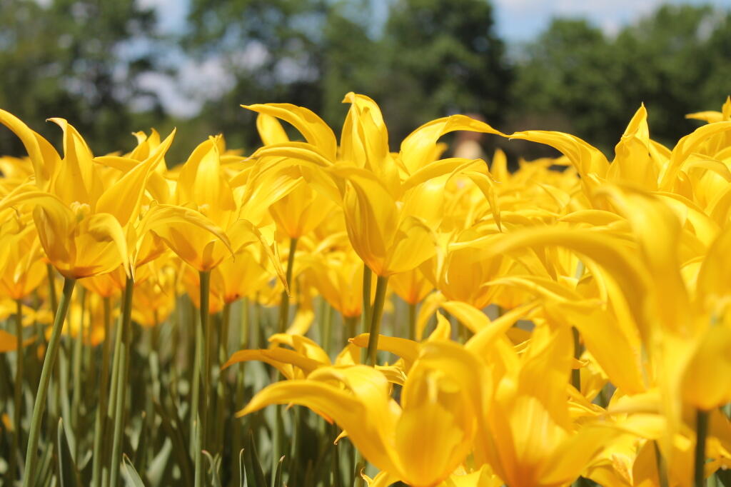 Photo: Spring is Orange Photo: Spring is Orange
