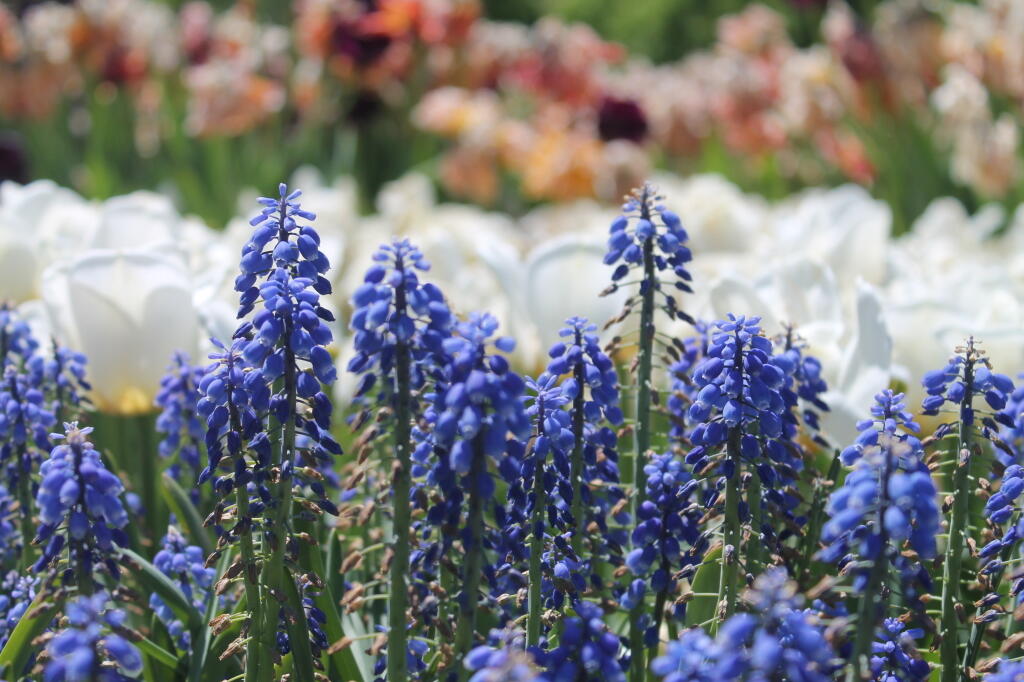 Photo: Garden grape-hyacinth Photo: Garden grape-hyacinth