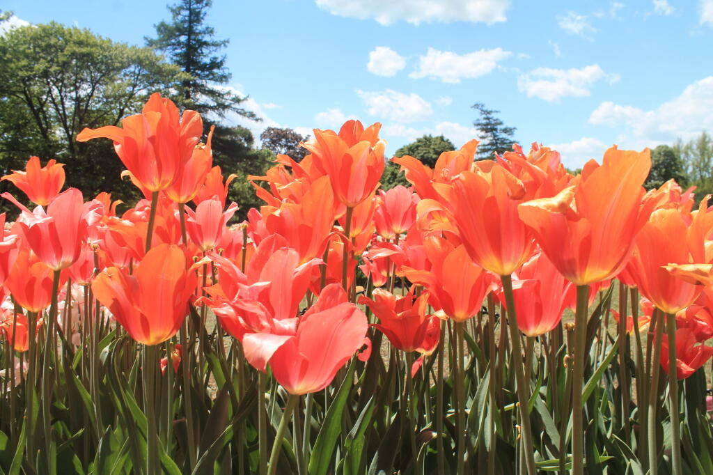 Photo: Fading Tulips Photo: Fading Tulips