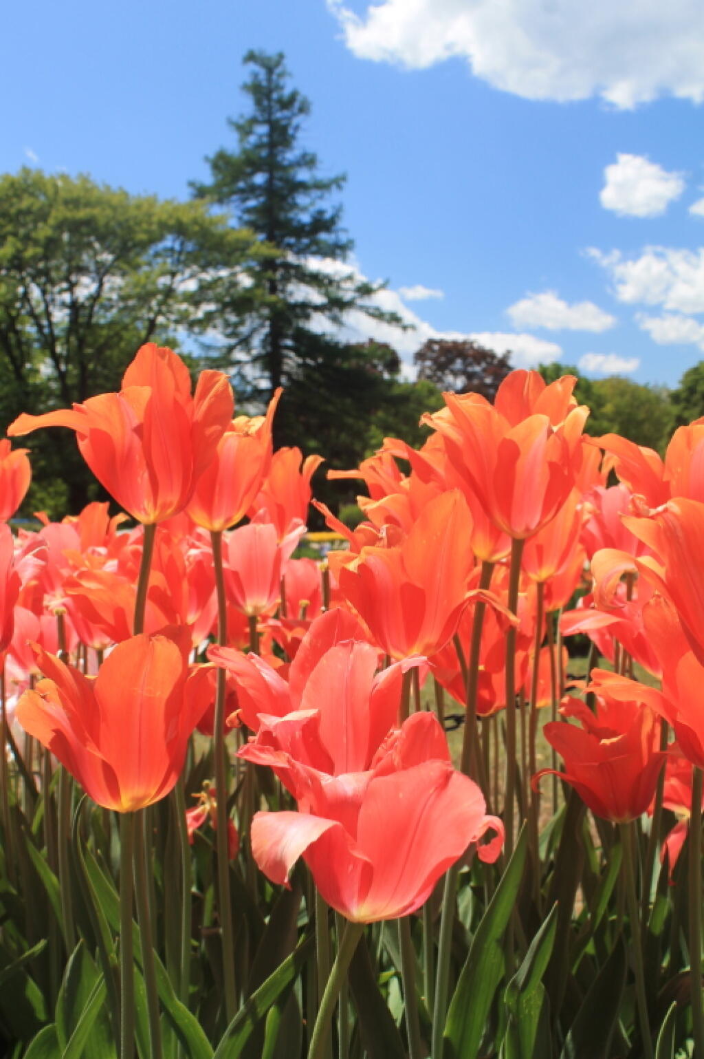 Photo: Tulip Photo: Tulip