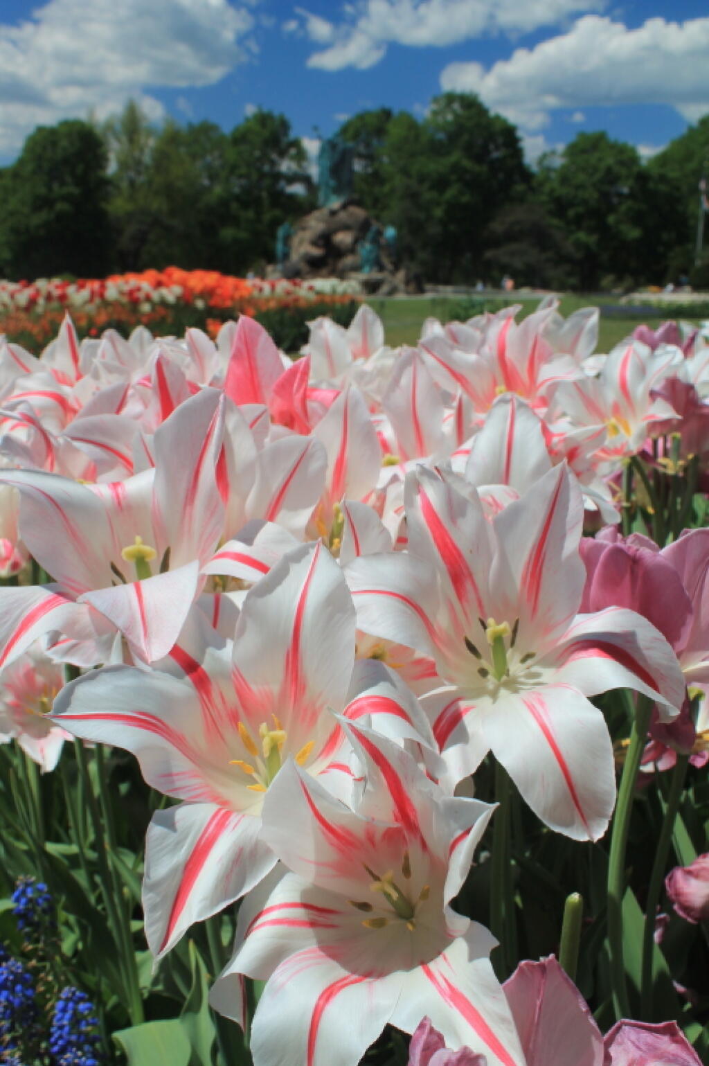 Photo: Tulips Along the Way Photo: Tulips Along the Way