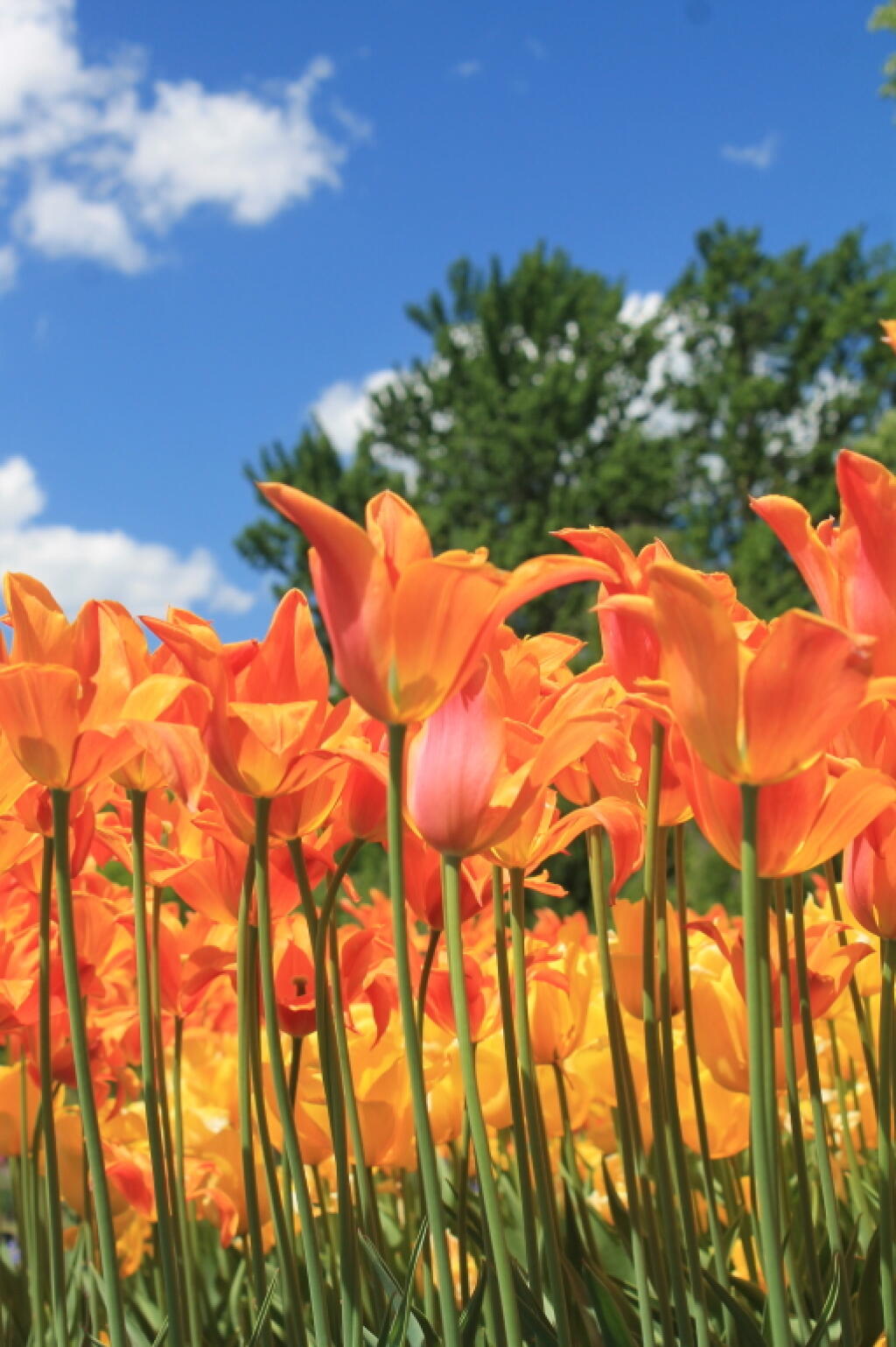 Photo: Blue Skies and Brilliant Tulips Photo: Blue Skies and Brilliant Tulips
