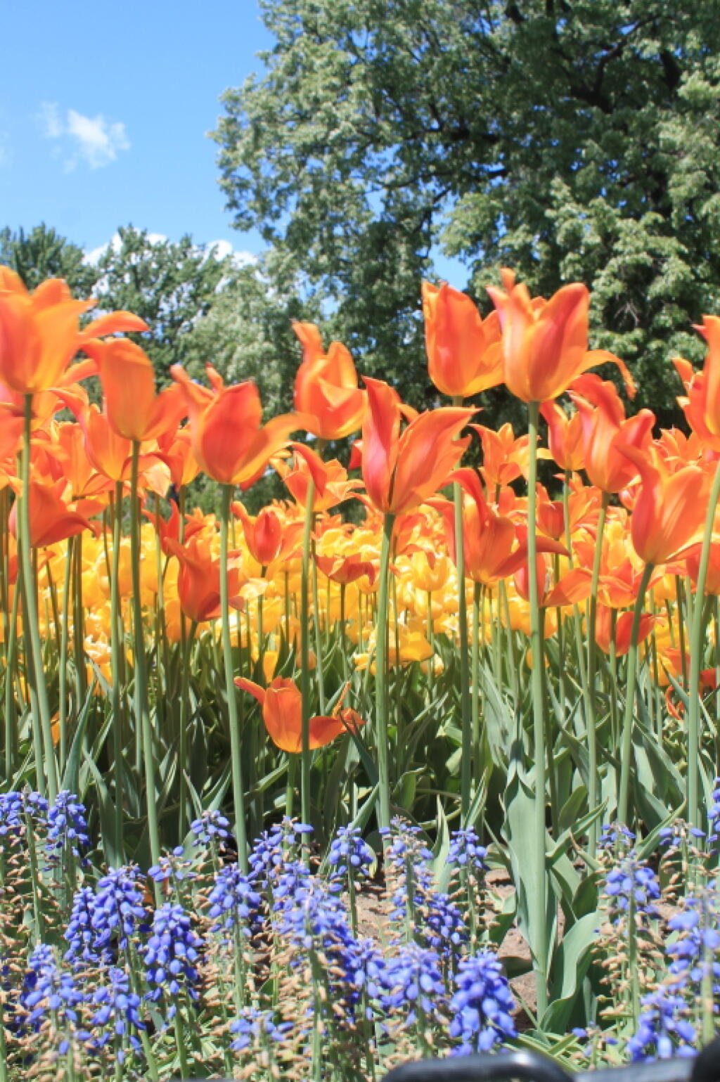 Photo: Colors of Spring at Washington Park Photo: Colors of Spring at Washington Park