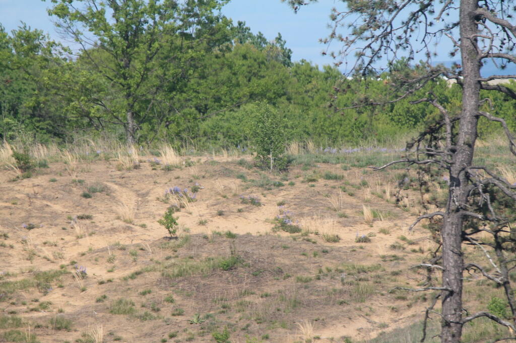 Photo: Telephoto view of Lupine on Nearby Hill