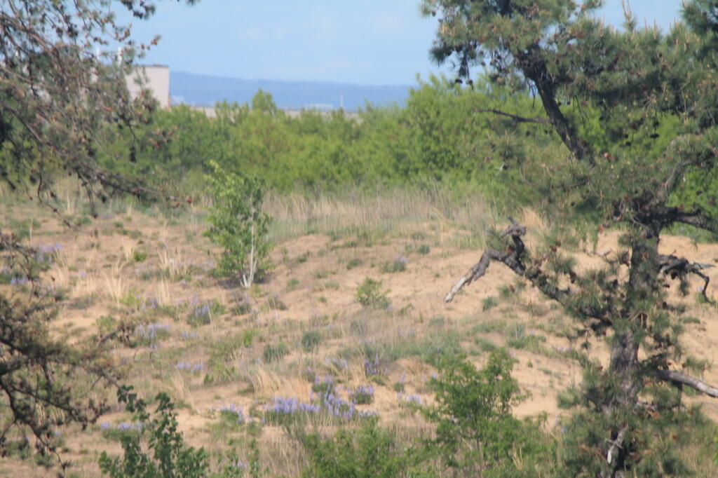 Photo: Patches of Lupine Photo: Patches of Lupine