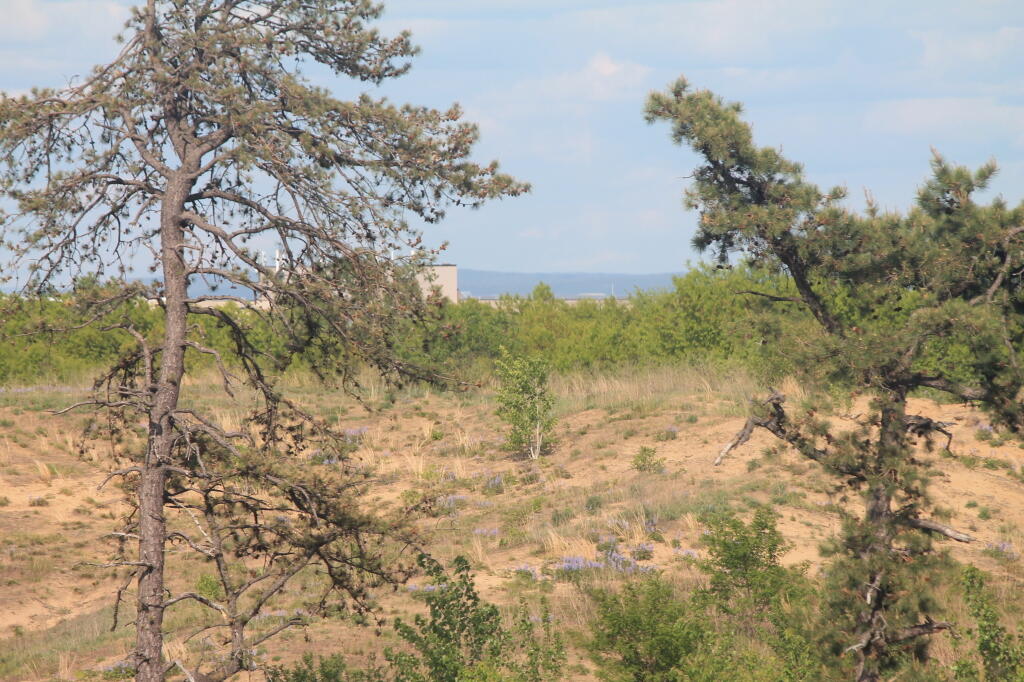 Photo: But a Lot of Bare Hill