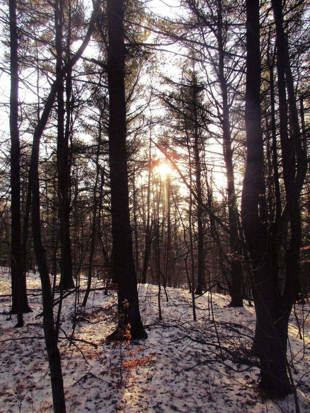 Photo: Sun Through The Woods