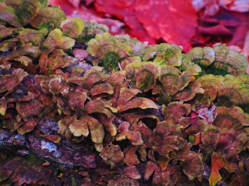Photo: Turkey Tail