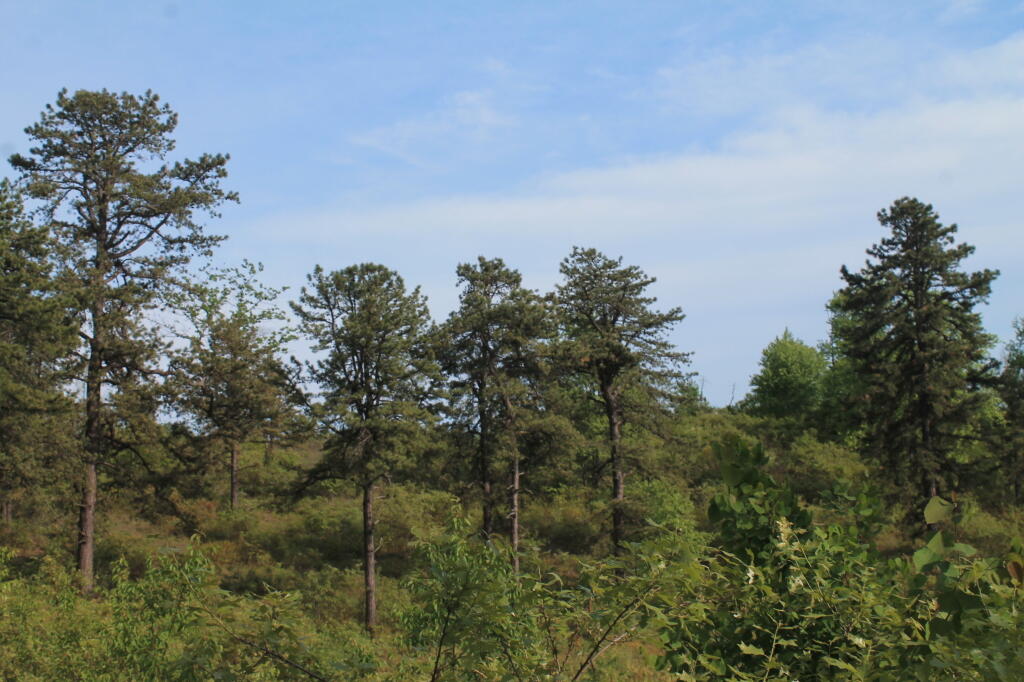 Photo: IMG 0037 Photo: IMG 0037