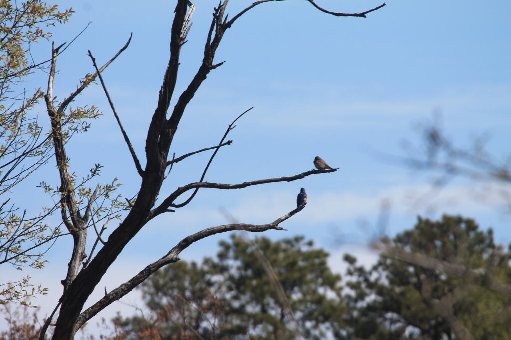Photo: Bluebird