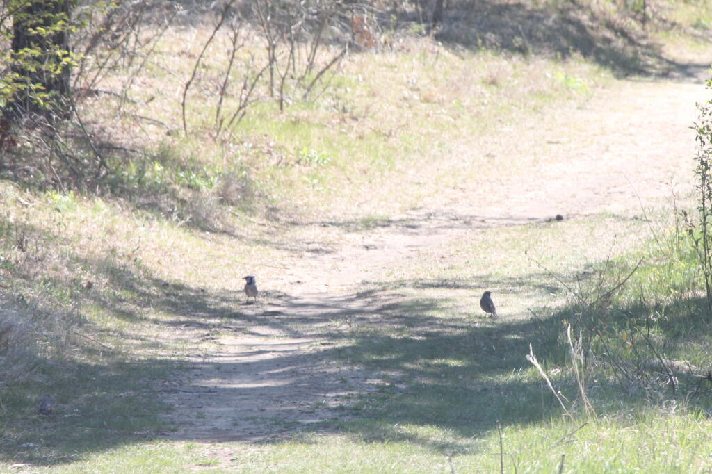 Photo: Sparrows