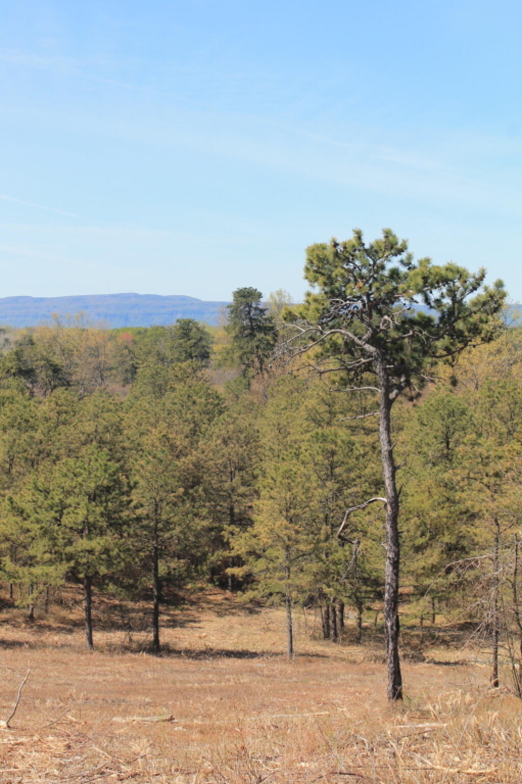 Photo: Lonely Pitch Pine Photo: Lonely Pitch Pine