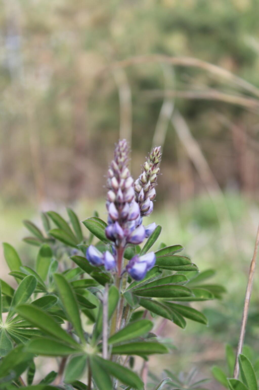 Photo: Flowering Lupine 🪻
