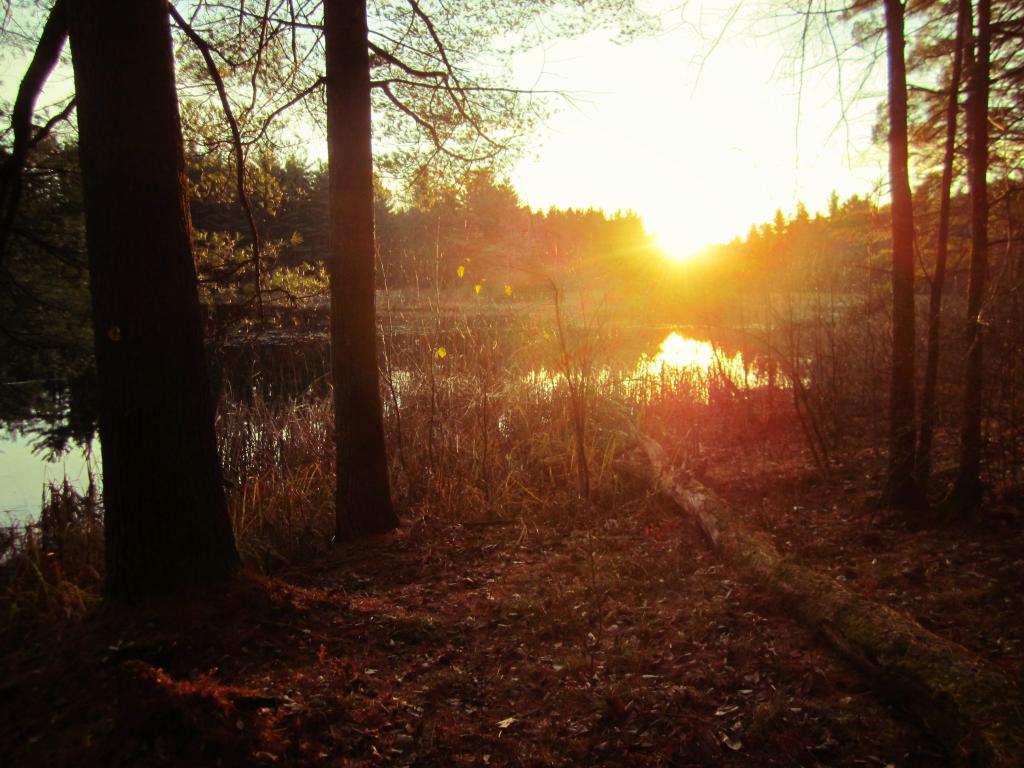 Photo: Morning at CCC Pond Photo: Morning at CCC Pond