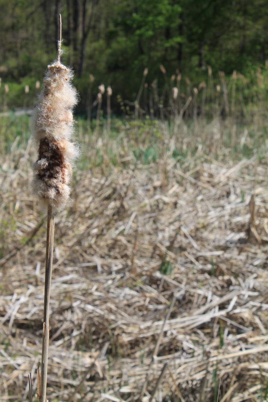 Photo: Cattail