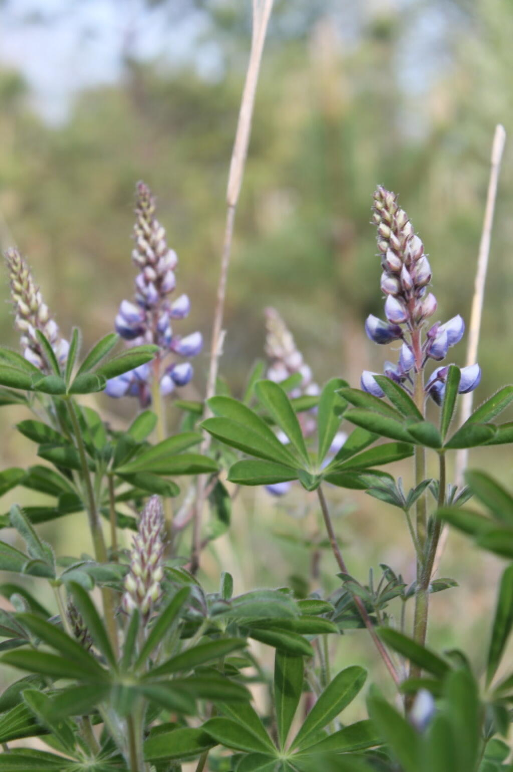 Photo: Now is the Time to See Lupine In Albany Pine Bush