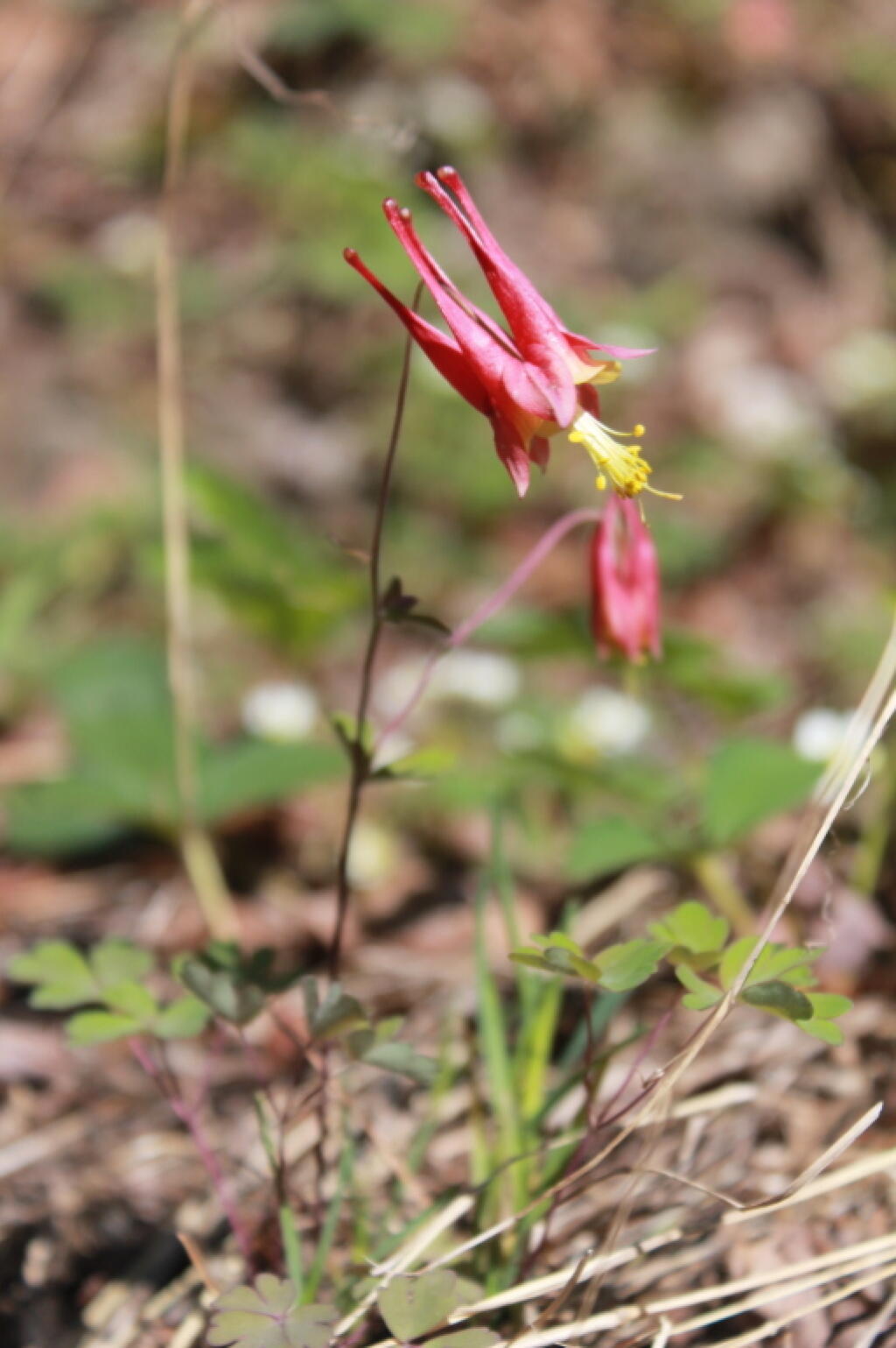Photo: Lady Slipper