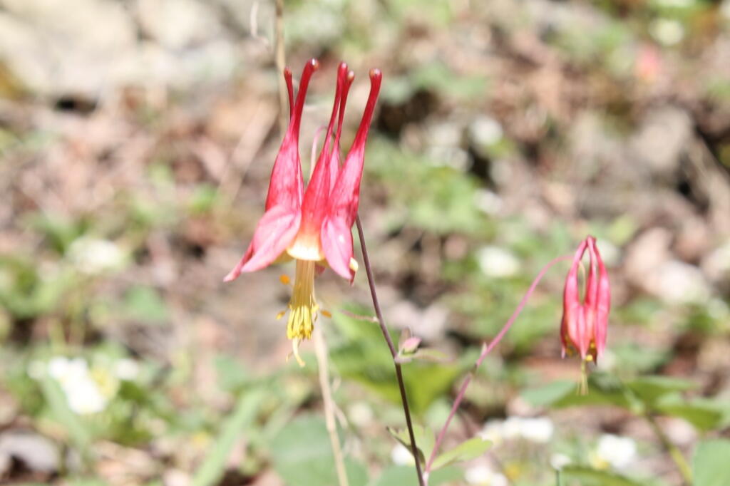 Photo: Columbine