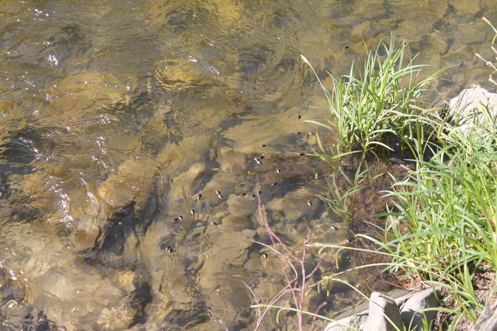 Photo: Flies in the Water