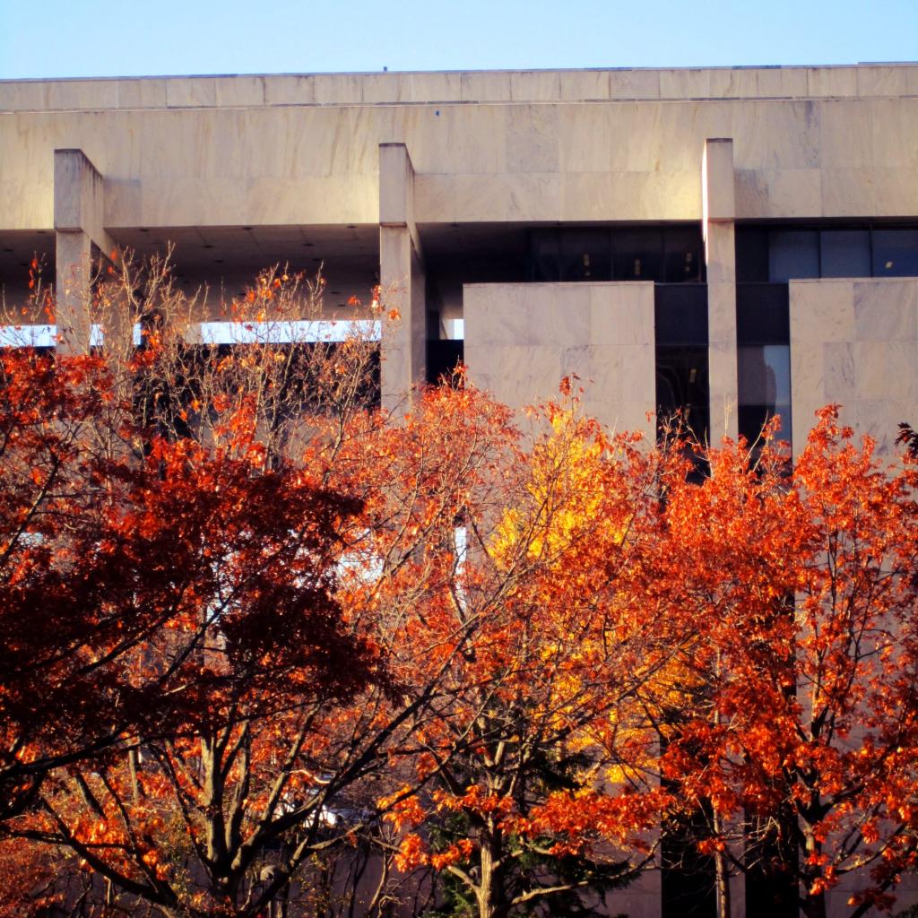 Photo: Autumn Holdouts