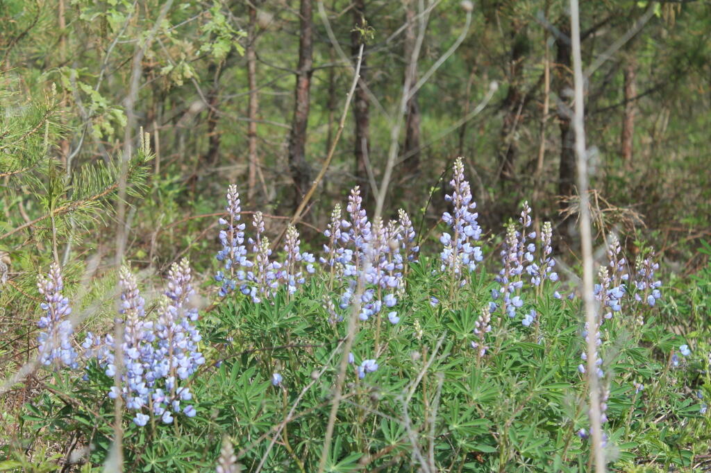 Photo: IMG 0065
