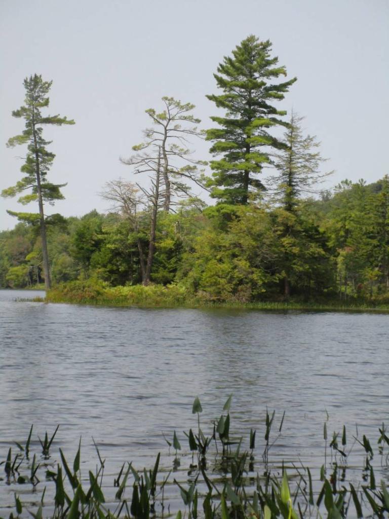 Photo: Tall Pines on Spectacle Lake Photo: Tall Pines on Spectacle Lake