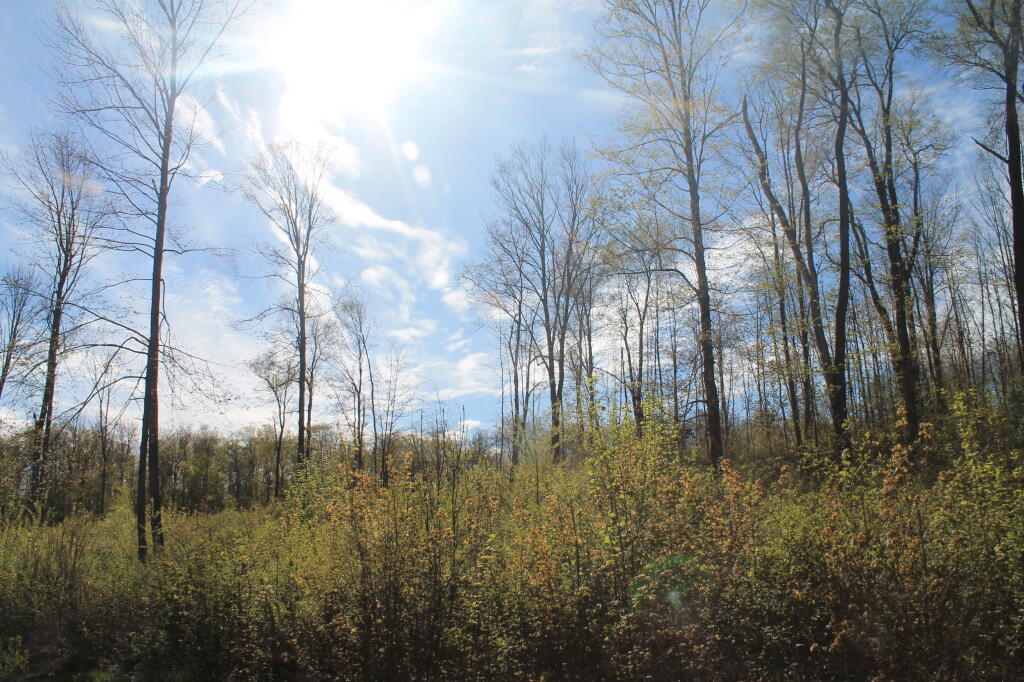 Photo: Recently Logged Woods