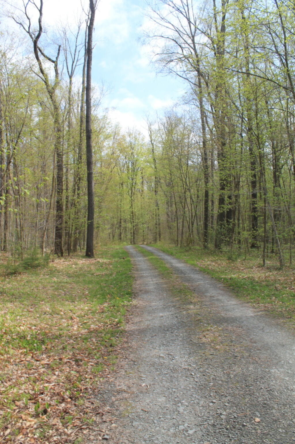 Photo: Campsite Road