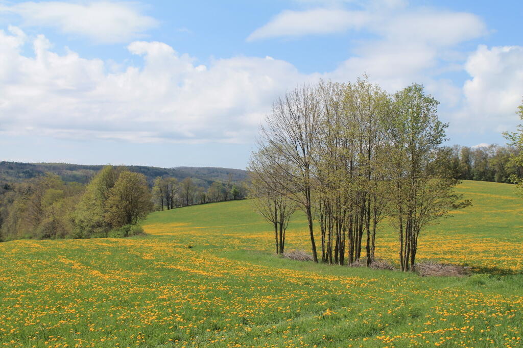 Photo: Along the Skanateles Turnpike