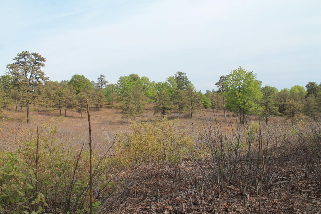 Photo: Pine Bush Photo: Pine Bush