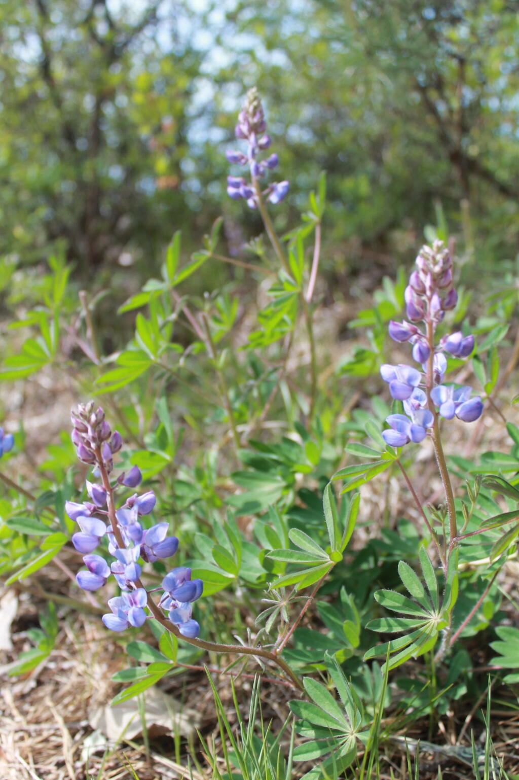 Photo: Lupine
