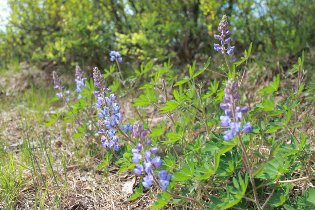 Photo: Lupine
