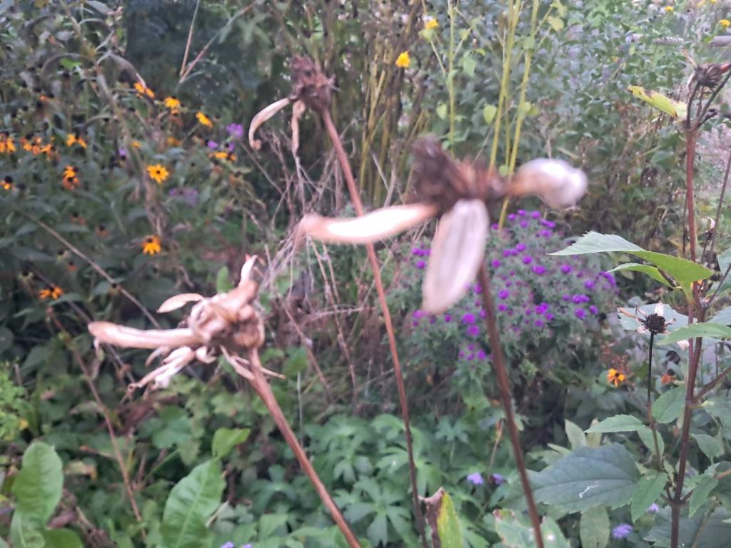 Photo: Autumn Coneflower [Expires October 11 2026]