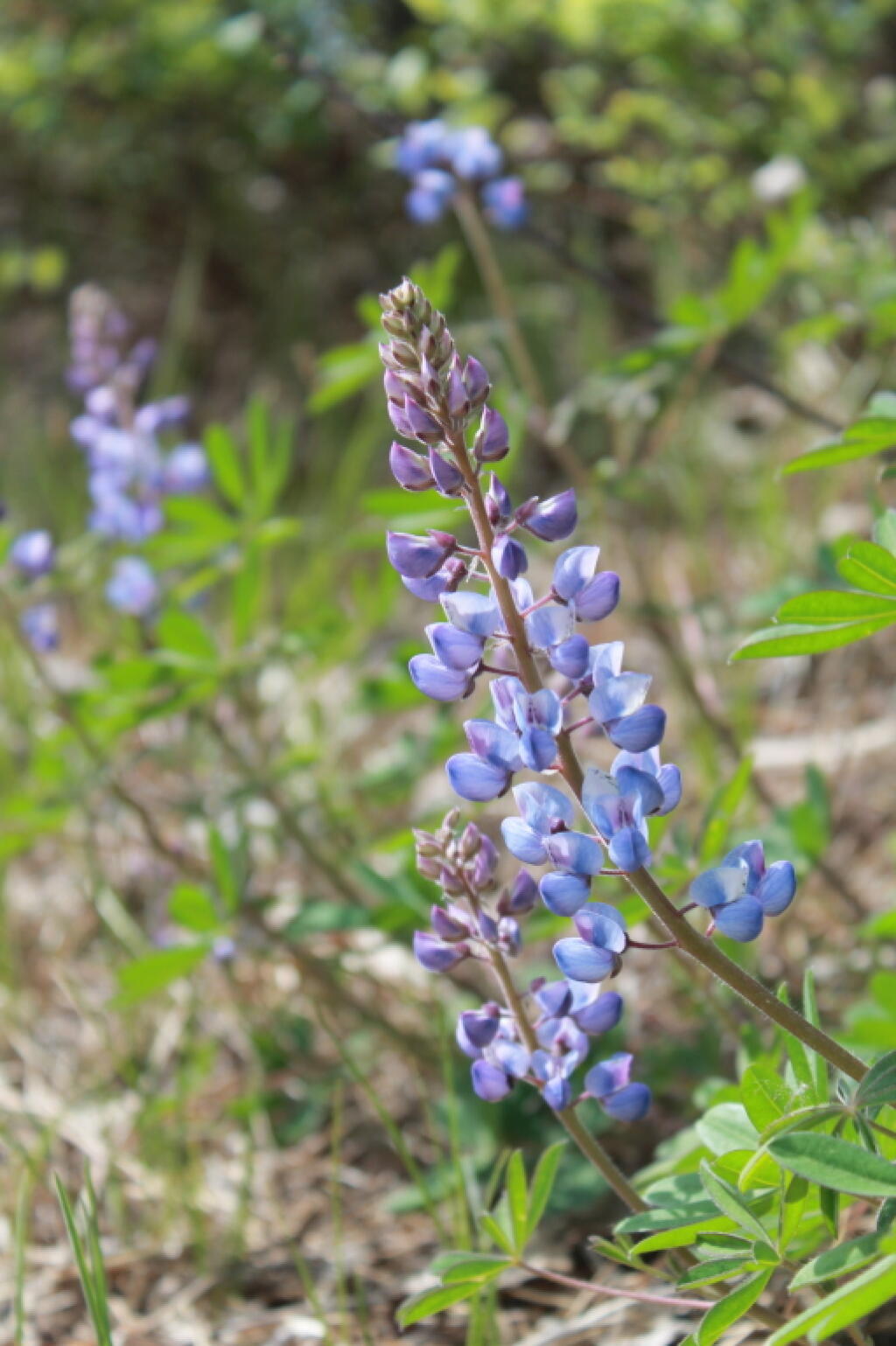 Photo: Lupine Close Up